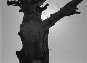 Кадр 5.  Мёртвое дерево.